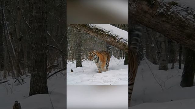 Могучий и опасный хозяин тайги. Амурский тигр смотреть онлайн