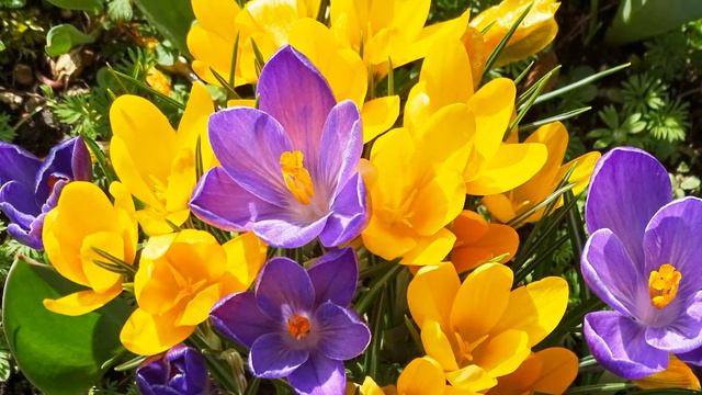 Зі святом! З 8 Березня! З березневим святом вітаю! Побажання зі святом 8 Березня! Весна Тепло Свято смотреть онлайн