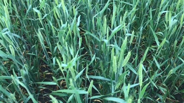 Озимая пшеница и нормы высева22 мая 2020 г. смотреть онлайн