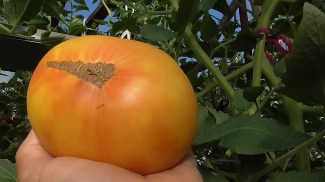 Новинка 2022 года - томат Прелесть Роузы. Очень вкусный! Обзор томата. смотреть онлайн