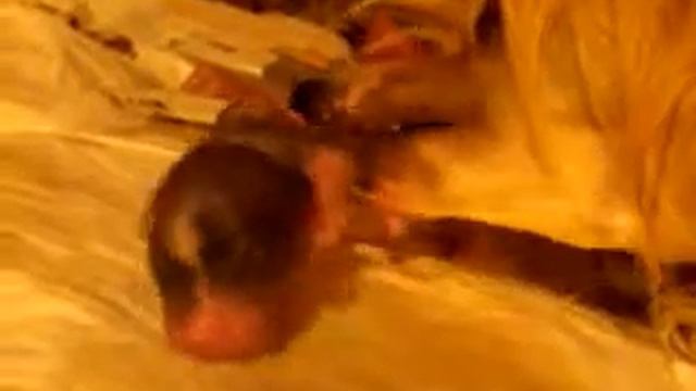 Первый массаж китайского хохлатого щена Тибальда. смотреть онлайн