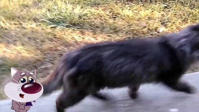 Песня для кота.mp4 смотреть онлайн