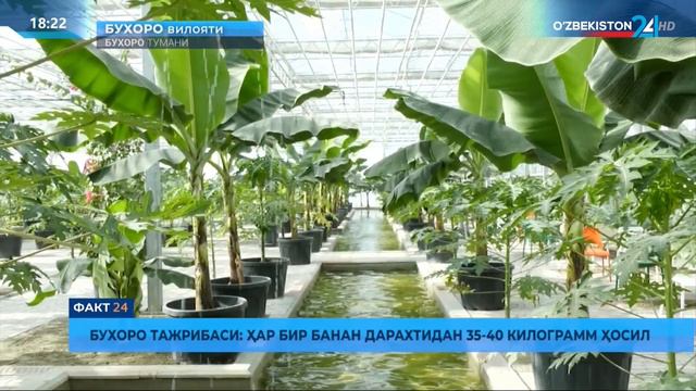 Бухорода -Ўзбекистон Туркия ҳамкорлигида фаолият олиб борадиган “Бухоро Варнет” смотреть онлайн