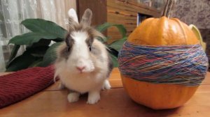 КРОЛИК БАФФИ И ЧЕЛЛЕНДЖ ХЕЛЛОУИН / ТЫКВА vs РЕЗИНКИ / КОТЕНОК МУРКА и challenge halloween