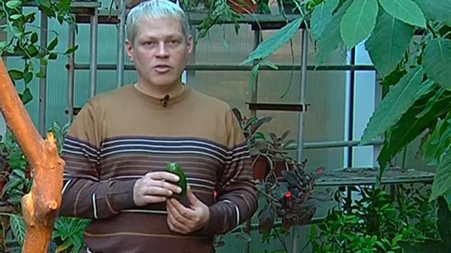 Зелёный участок. Как вырастить авокадо смотреть онлайн