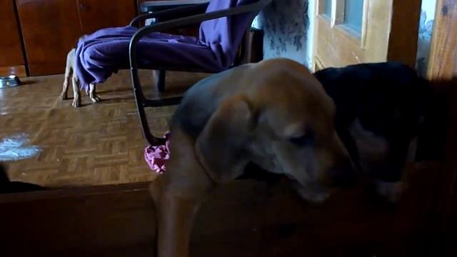 Щенки стандартного пинчера смотреть онлайн