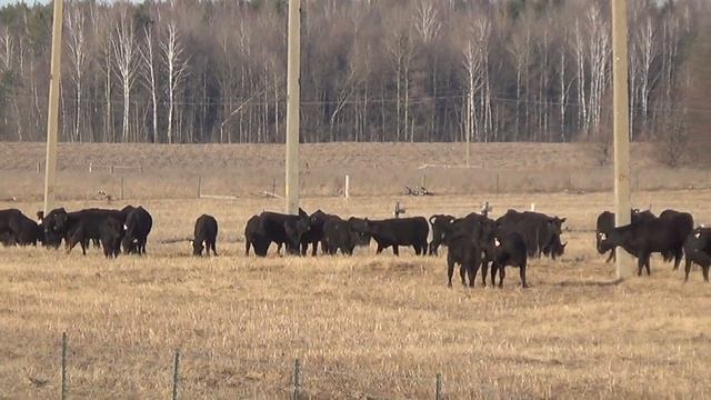 У Жуковки заметили коров!! смотреть онлайн