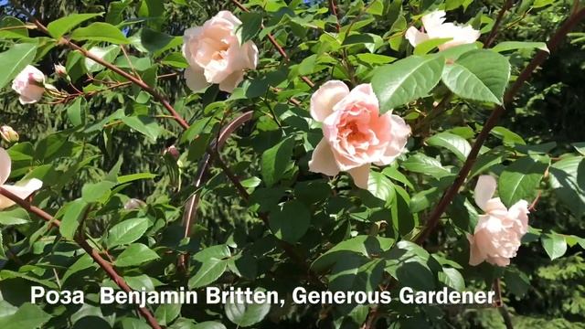 РОЗА Бенджамин Бриттен... РОЗА Benjamin Britten, Generous Gardener. смотреть онлайн