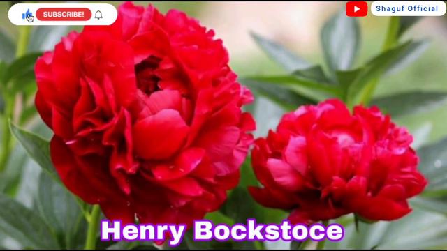 21 Red Peony Varieties || 21 Red Peony Flower Variety смотреть онлайн