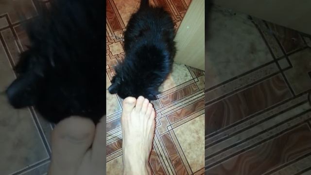 Что делать, когда у кота глисты смотреть онлайн