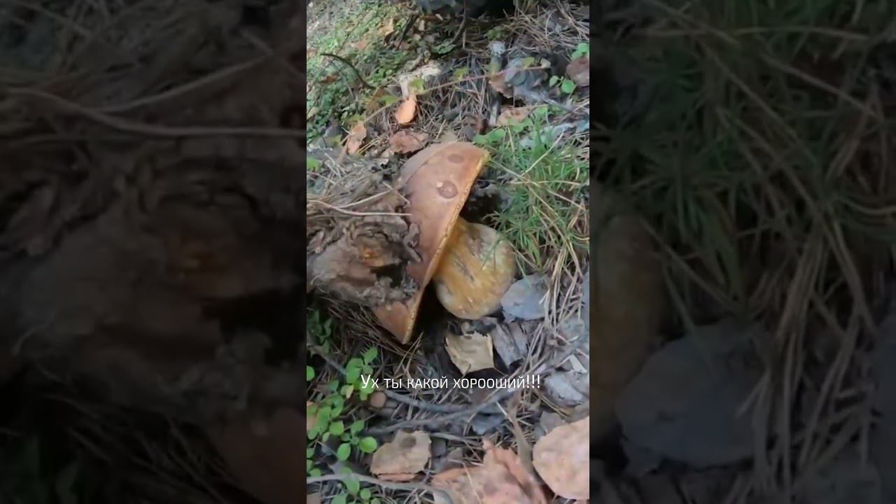 Встреча с Василием смотреть онлайн