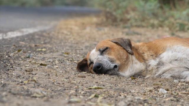 Canon Eos 1500D 55-250 Lens Outdoor photography and Video Sample | canon Eos 1500d 2022 смотреть онлайн