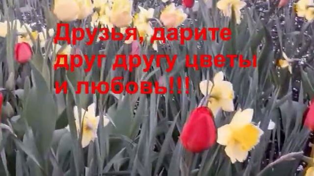 Весенние цветы Первоцветы в моем саду смотреть онлайн