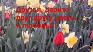 Весенние цветы  Первоцветы в моем саду