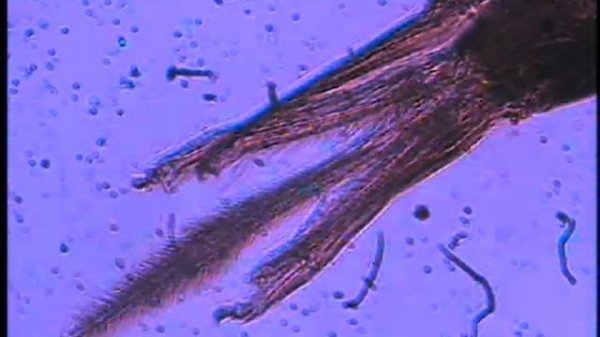 Ротовые органы рабочей пчелы (Apis mellifera). Полевая спектрозональная безлинзовая микроскопия.