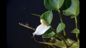 Сделать простой искусственный пруд, водоем на участке, строительство, опыт 2 года