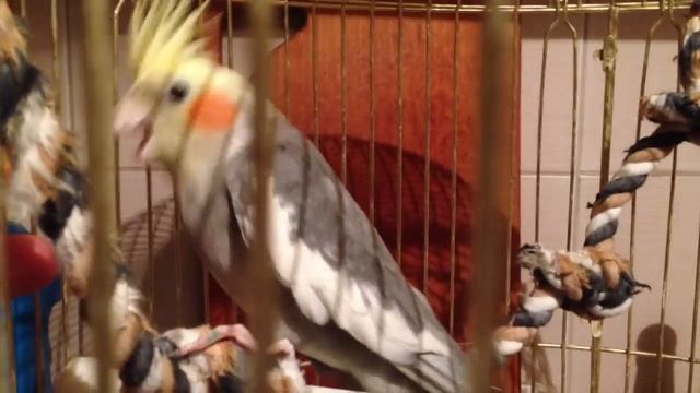 Angry Birds Real Life смотреть онлайн