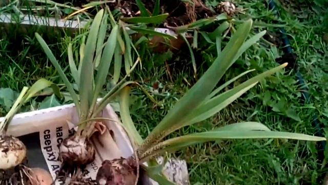 Гиацинты на севере России Выкапываю луковицы смотреть онлайн