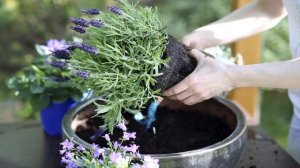 Лаванда в горшке: выращивание и уход