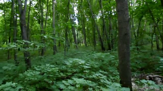 Поехали в лес/первые грибы в этом сезоне/Дачная жизнь смотреть онлайн