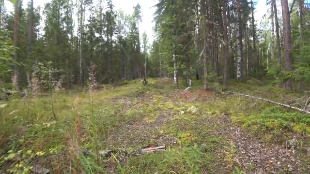 Ради этого стоило ехать за 100 км. В лес за ГРУЗДЯМИ! смотреть онлайн
