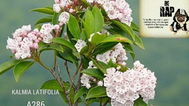 Kalmia Latifolia - A286 part Lauren (lançamento) смотреть онлайн
