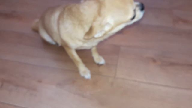 Мишель!Моя любимая собачка чихуахуа!😘🐕🐶 смотреть онлайн