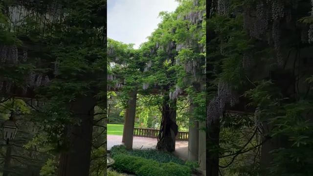Wisteria In Full Bloom 5/20/20
