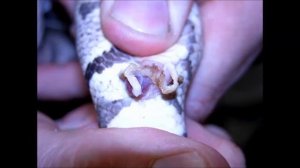 Определение пола у змей