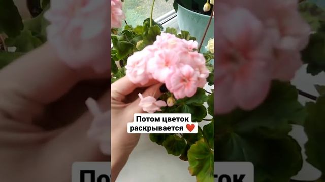 Просто розебудная ПЕЛАРГОНИЯ ЮГ-Принцесса Грейс смотреть онлайн