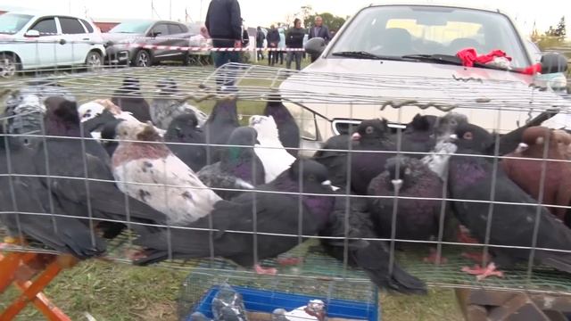 Птичий рынок. Ленинградская. Часть 3. [09.10.2022] смотреть онлайн