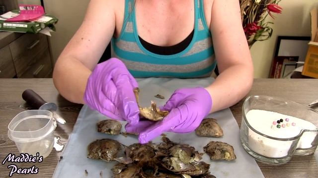 Opening 16 Akoya Oysters - 2 Sets of Lucky TWINS! - Pearl Party Mystery Shuck Exotic Pearl Colors смотреть онлайн
