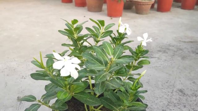 নয়নতারা গাছের সম্পূর্ণ পরিচর্যা | All about vinca care | Garden Tales смотреть онлайн