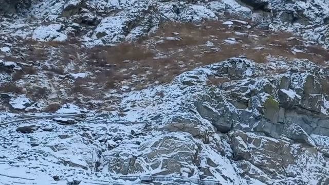 Участники экспедиции в Саяно-Шушенском заповеднике засняли снежного барса на видео смотреть онлайн