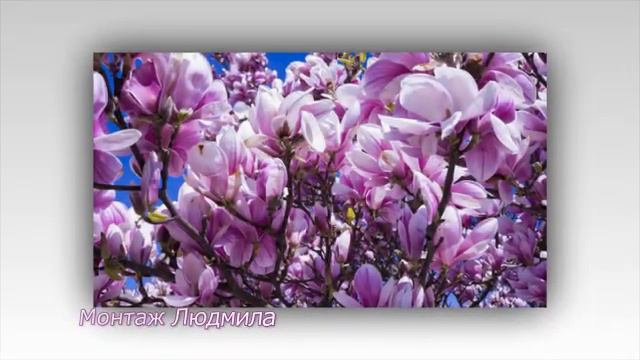 Zhang Fu-quan Relax В краю магнолий ..... смотреть онлайн