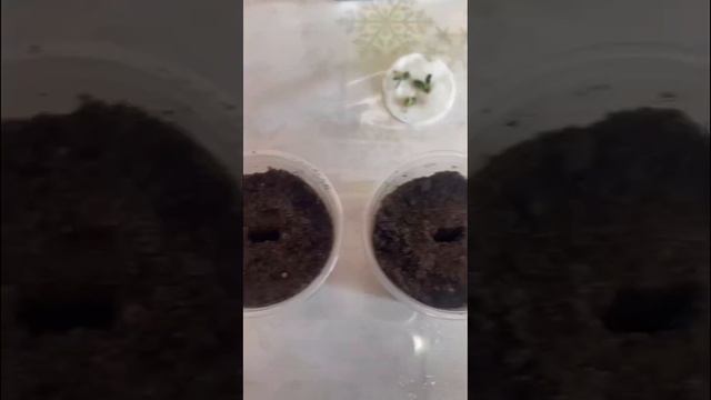 ?Как вырастить лимон из косточки. Самый быстрый способ #shorts #green #лимон #комнатныерастения