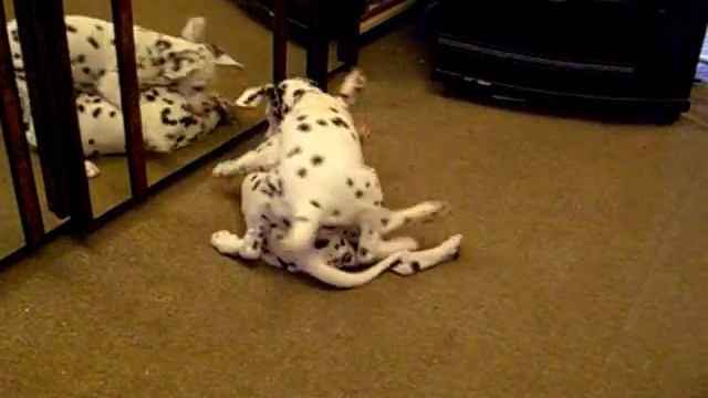 Далматинские игры - Flinkvild-dalmatian смотреть онлайн