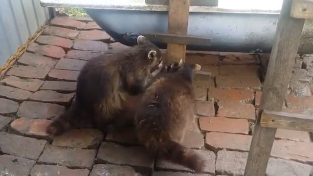 Продам енота .Мальчик 3 года. смотреть онлайн