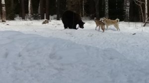 ЗСЛ. Притравка щенка лайки по медведю. Обучение лайки. ИТС. Натаска лайки на медведя.