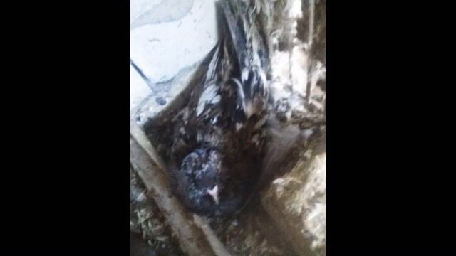 #Классное видео! !СМОТРИ!МОИ РАЗНЫЕ И ЛЮБИМЫЕ ЖИВОТНЫЕ❤???? смотреть онлайн