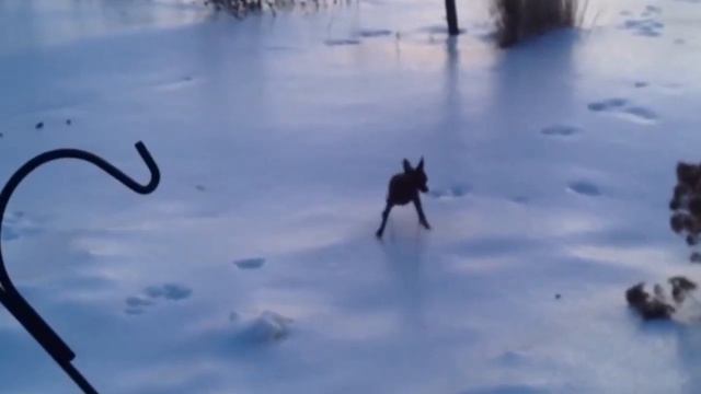 Crazy dog (Бешеная Собака)." Long Day". смотреть онлайн