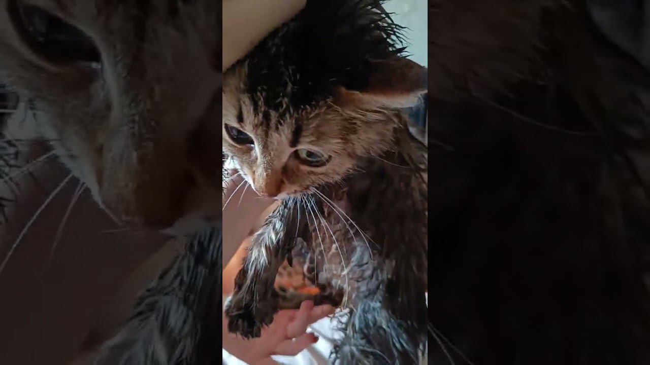 Редкая смесь кошки, дикобраза и куренка смотреть онлайн