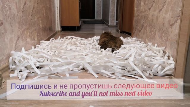 #shorts Испытание для кошечки - Котики вызывают улыбки. Challenge for Kitty - Cats make you smile смотреть онлайн