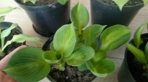 Хосты в доме ! Как выглядят хосты через месяц после посадки .