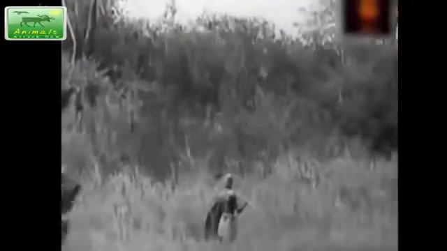 Самых Удивительных Диких Животных Нападает Лев Атаки Человека Против Леопарда, Слона смотреть онлайн