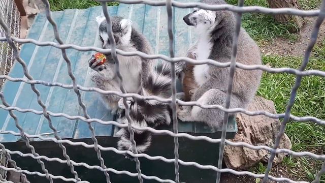 Галина Ломакина: Встречи с любимцами в Тайгане! Crimean lion's park Taigan смотреть онлайн