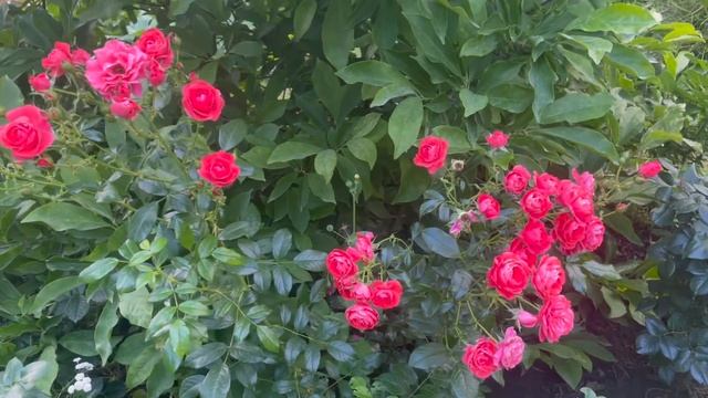 Розы цветущие в июльскую жару смотреть онлайн