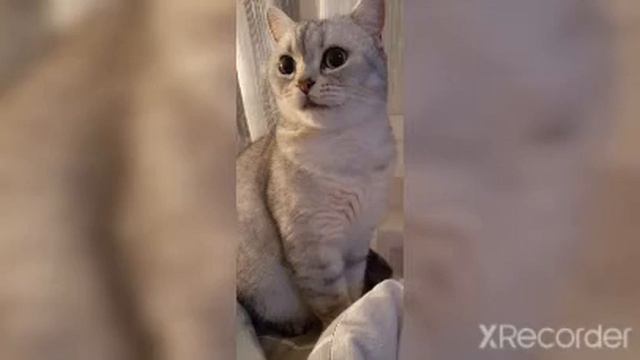 ТОП 10 САМЫХ УМНЫХ ЖИВОТНЫХ ! смотреть онлайн