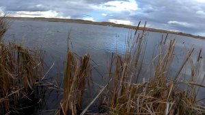 Сайга 12 и эксперименты с ней.Охота на утку и массовый ход гуся