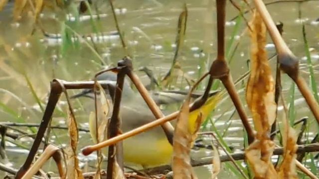 002 Горная трясогузка смотреть онлайн